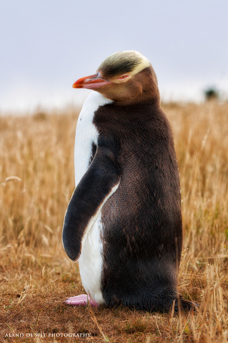 Yellow Eyed Penguin