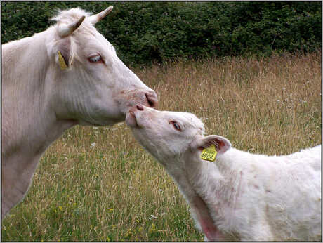 Moederliefde