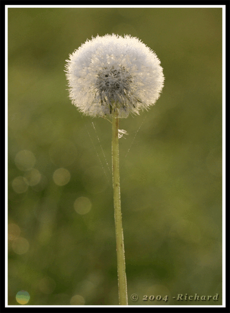 Misterieuze Paardebloem