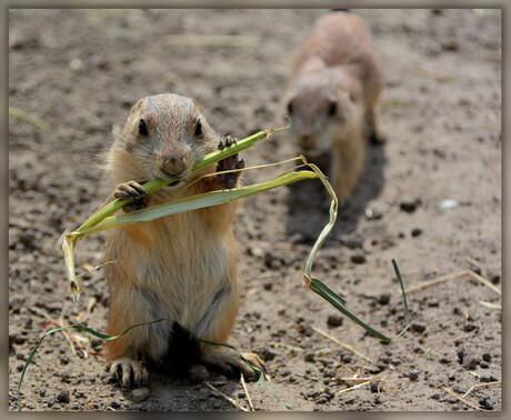 Hee Pssst, Kijk uit....