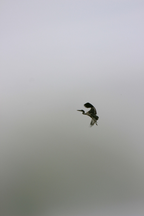 blauwe reiger