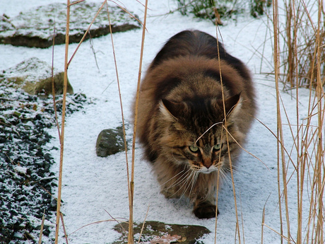 Coon in de sneeuw