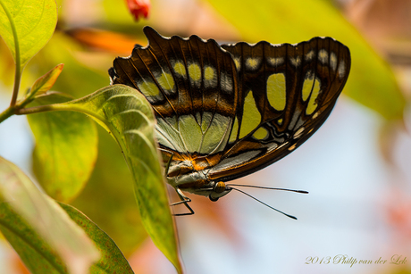 Siproeta stelenes