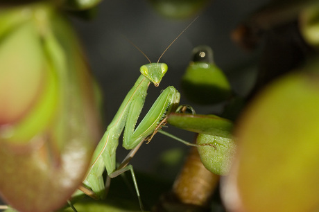 Help?Wat is zijn naam?