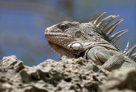 Groene Leguaan - Iguana iguana