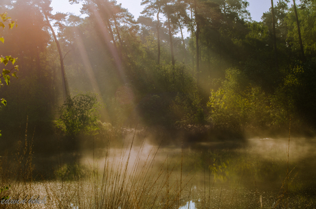 ochtend mist