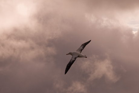 Albatross in Actie