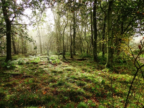 Lichtstralen door het bos