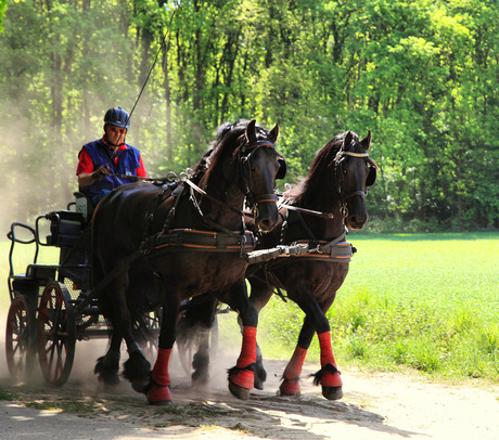 Trekpaardenrace