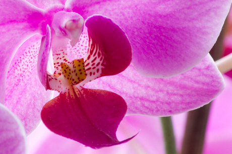 orchidee