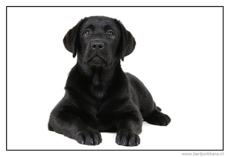 labrador pup