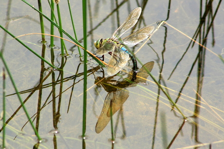 drinken of verzuipen