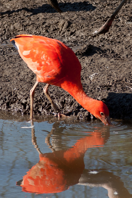 Ibis