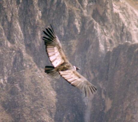 Condor in de Andes