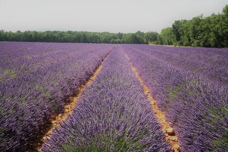 Franse lavendel