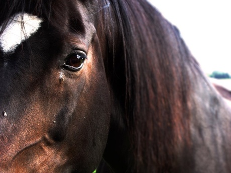 Traan van het paard