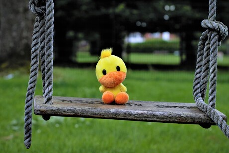 Duck on swing