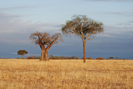 baobab-tree