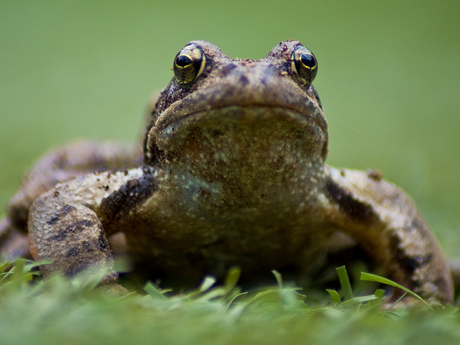 posing frog