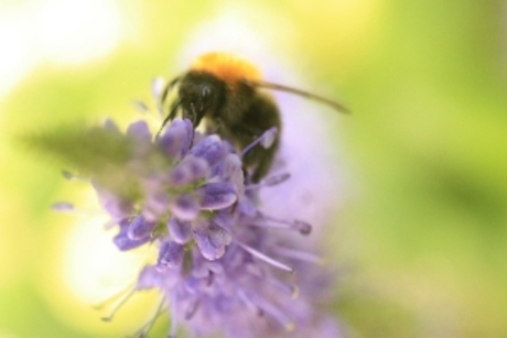 hommel