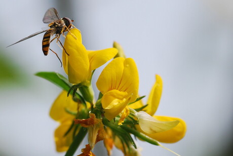 Zweefvliegje op bloem!