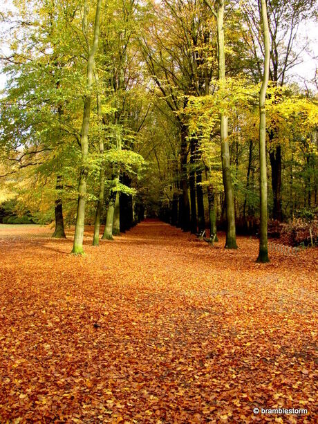 Herfstkleuren