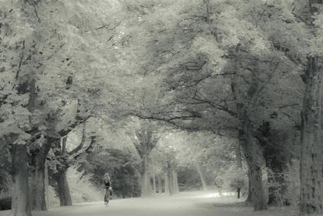 Vondelpark Infra rood II