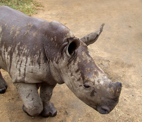 baby rhino, op eigen benen