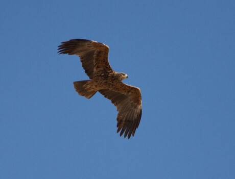 Steppe eagle Botswana