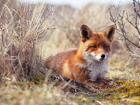 resting fox