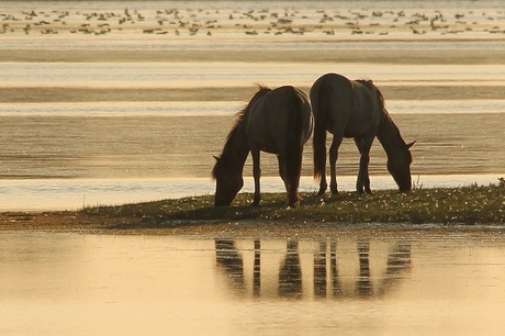 paarden weerschijn