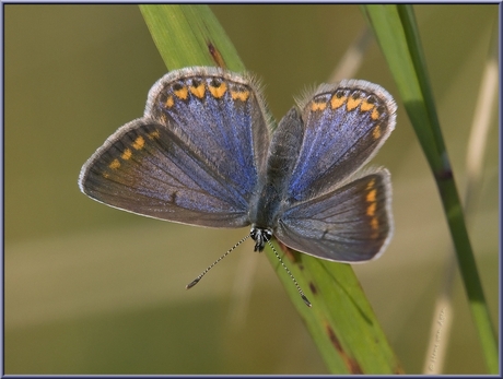 Icarus Blauwtje