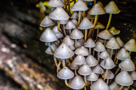 Paddenstoelen groep