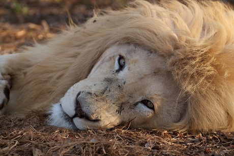 South Africa - White lion