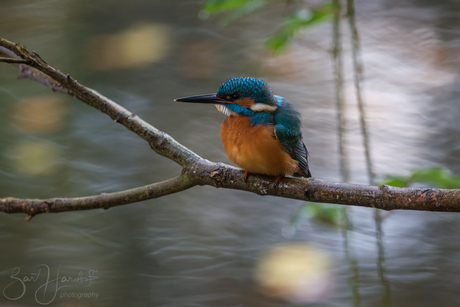 ijsvogel