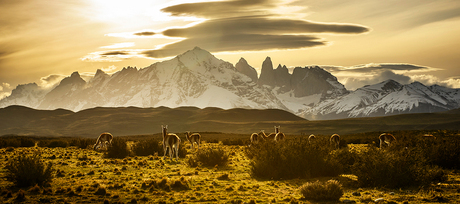 Guanaco's in Torres del Paine