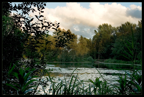 Biesbosch landschap