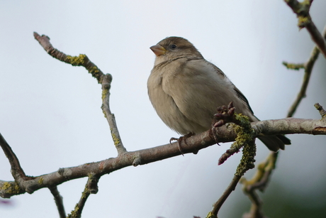 Mus-Sparrow (Passeridae)