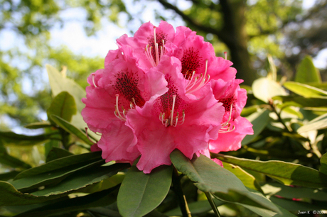 Rhodondendron