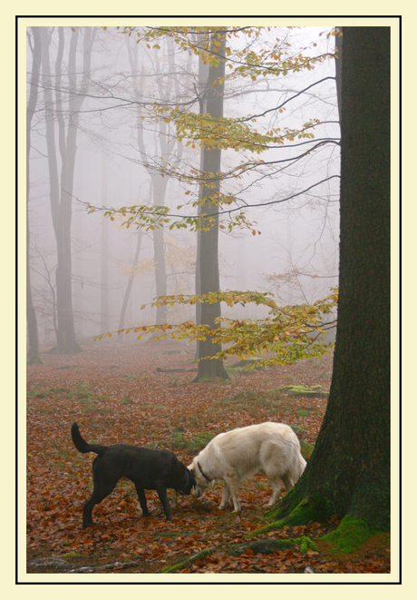 Mist in de Ardennen