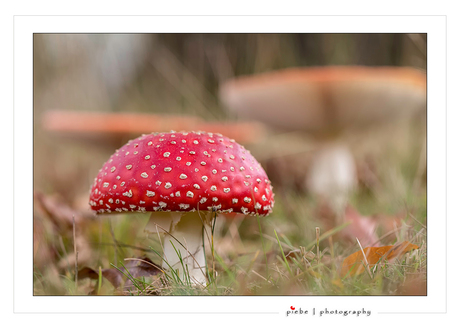 Rood met witte stippen...