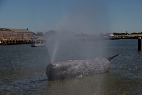 Walvis Fontein Harlingen