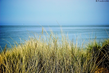 De duinen