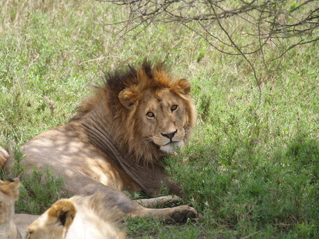 Leeuw Tanzania