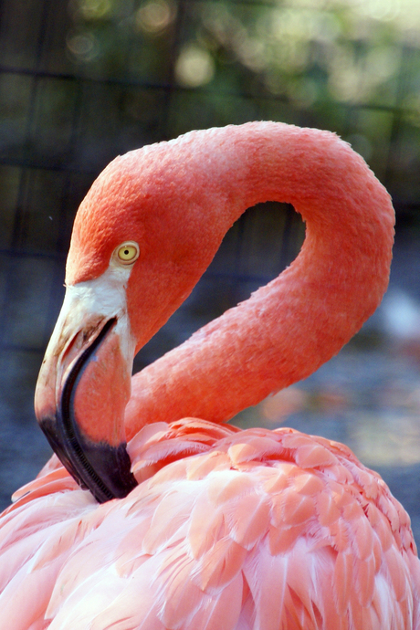 flamingo