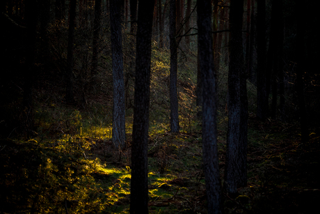Lichtspoor in het bos