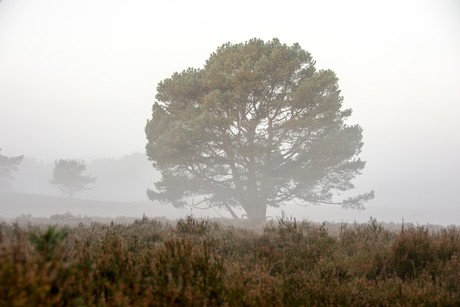 boom in de ochtendmist