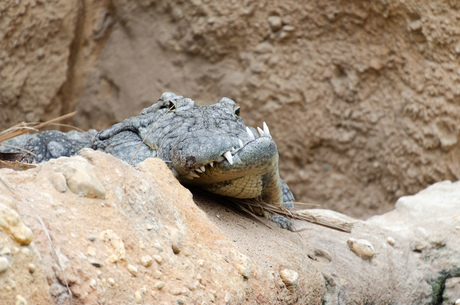 Krokodil met een scheve bek