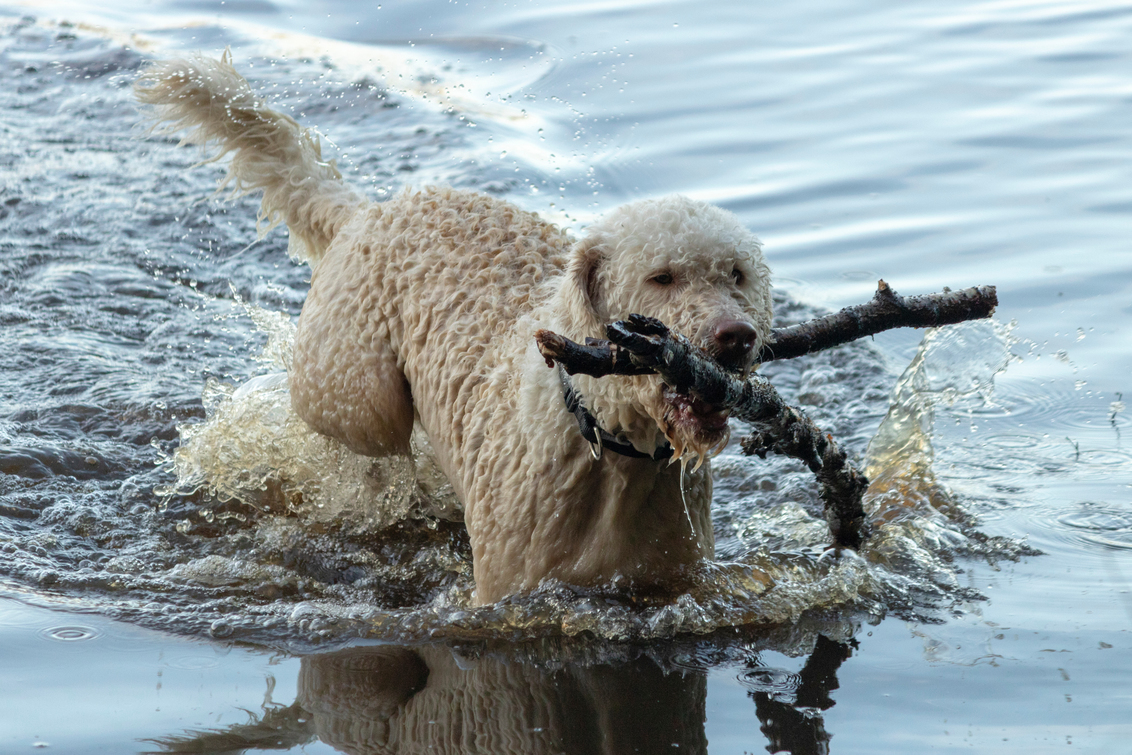 Labradoodle water hot sale