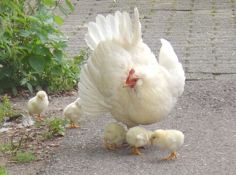 Kip met kuikens.